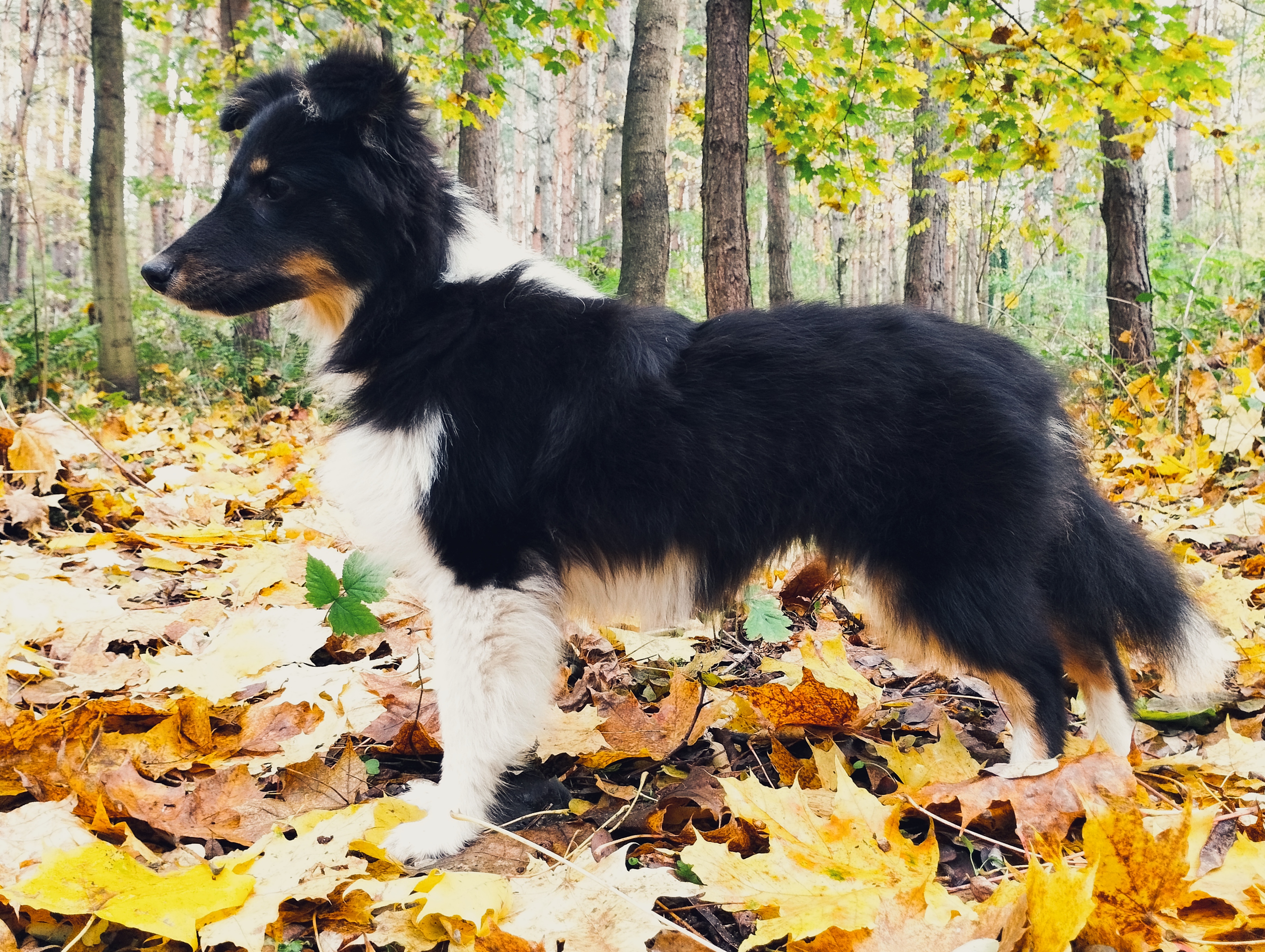 Delight My Fire Face of Lightning